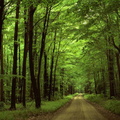 Green Forest.JPG